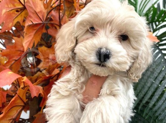 Güzel Maltipoo Yavrumuz :)