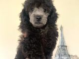 Sevimli Silver Poodle Yavrumuz :)