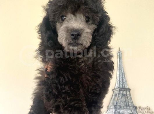 Sevimli Silver Poodle Yavrumuz :)
