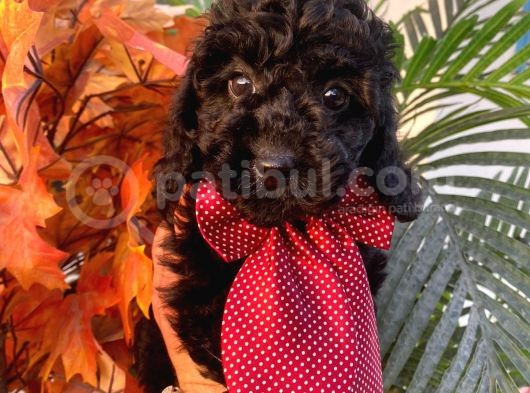Yakışıklı Poodle Yavrumuz :) görsel
