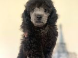 Sevimli Silver Poodle Yavrumuz :)