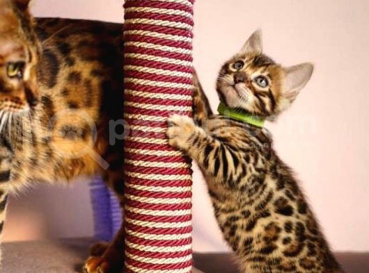 Bengal Yavruları Show Class Secereli görsel