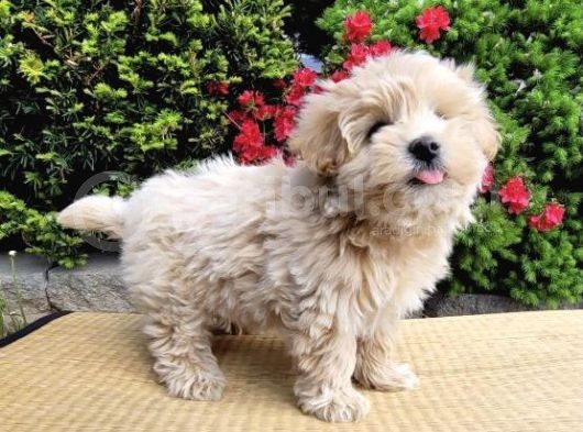 Dizayn Irk Orjinla Maltipoo Bebekler