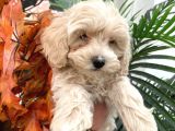 Sevimli Maltipoo Yavrumuz :)