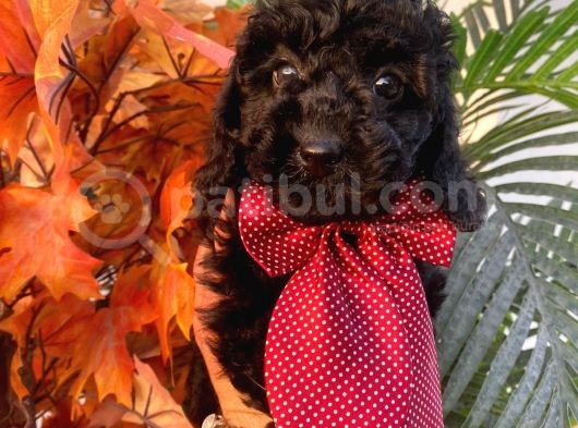 Yakışıklı Poodle Yavrumuz :)