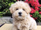 Dizayn Irk Orjinla Maltipoo Bebekler