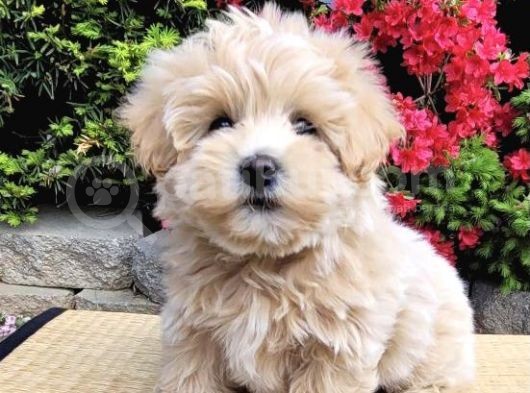 Dizayn Irk Orjinla Maltipoo Bebekler görsel