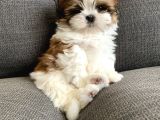 A Kalite Irkının En İyileri Shih Tzu Yavrularımız