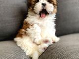 A Kalite Irkının En İyileri Shih Tzu Yavrularımız