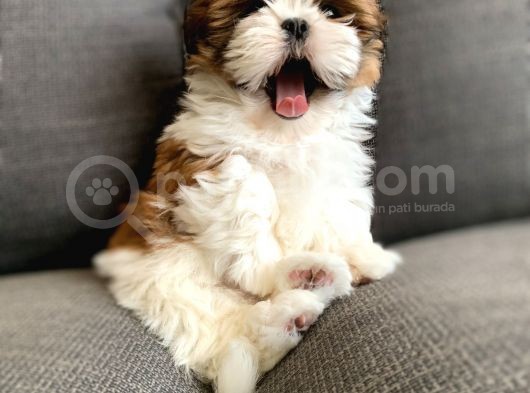 A Kalite Irkının En İyileri Shih Tzu Yavrularımız görsel