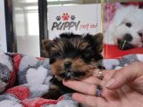Sıfır Numara Yorkshire Terrier Irk Garantili