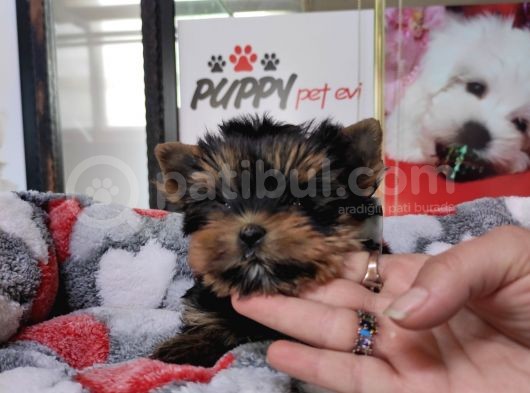 Sıfır Numara Yorkshire Terrier Irk Garantili görsel
