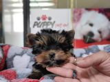 Sıfır Numara Yorkshire Terrier Irk Garantili