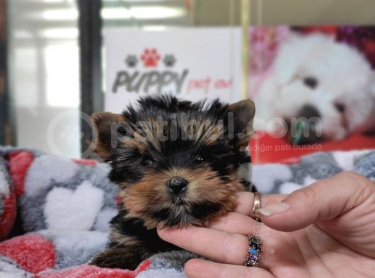 Sıfır Numara Yorkshire Terrier Irk Garantili görsel