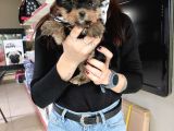 Sıfır Numara Yorkshire Terrier Irk Garantili