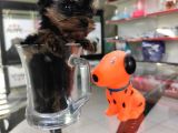 Sıfır Numara Yorkshire Terrier Irk Garantili