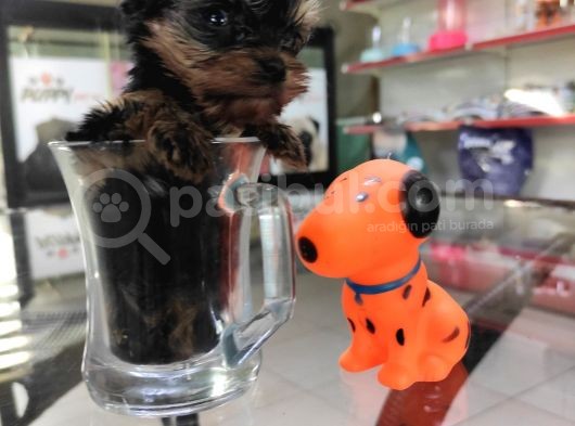 Sıfır Numara Yorkshire Terrier Irk Garantili görsel