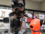 Sıfır Numara Yorkshire Terrier Irk Garantili