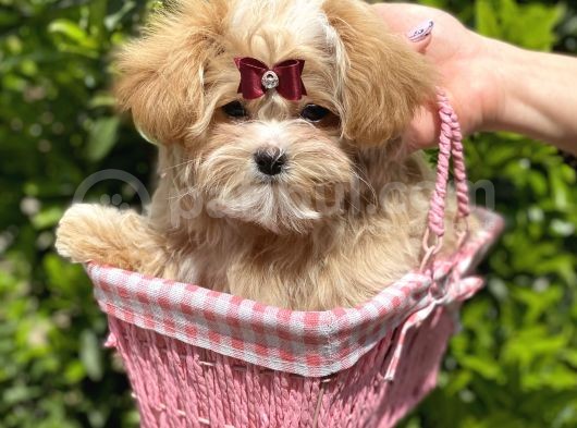 Gerçek Malti̇poo Dişi görsel