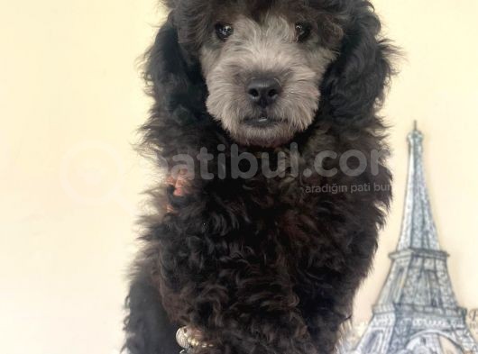 Sevimli Silver Poodle Yavrumuz :) görsel