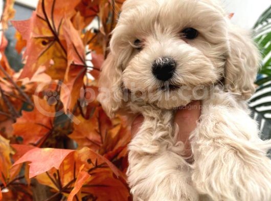 Sevimli Maltipoo Yavrumuz görsel