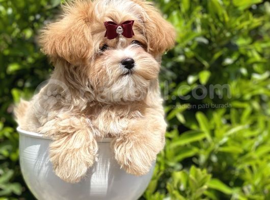 Gerçek Malti̇poo Dişi