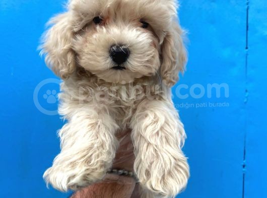 Güzeller Güzeli Maltipoo Kızımız :)