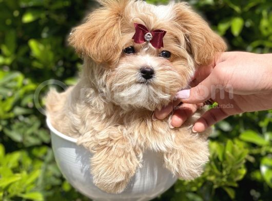 Gerçek Malti̇poo Dişi görsel