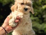 2.5 Aylık Erkek Ve Dişi Maltipoo Yavrular