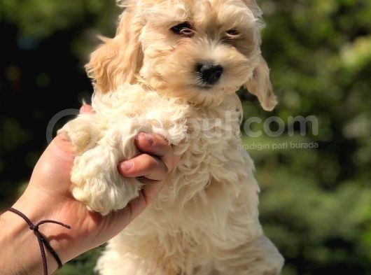 2.5 Aylık Erkek Ve Dişi Maltipoo Yavrular görsel