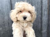 Güzeller Güzeli Maltipoo Kızımız :)