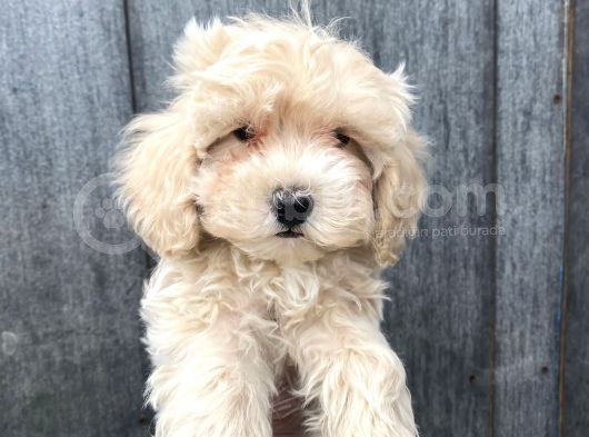 Güzeller Güzeli Maltipoo Kızımız :) görsel