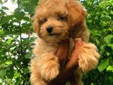 2.5 Aylık Dişi Maltipoo