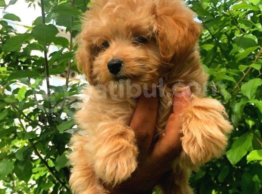 2.5 Aylık Dişi Maltipoo