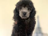Sevimli Silver Poodle Yavrumuz :)