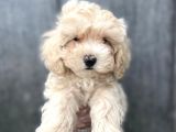 Güzeller Güzeli Maltipoo Kızımız :)