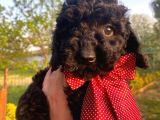 Micro Chipli Pasaportlu Toy Poodle Bebek Siyah İnci