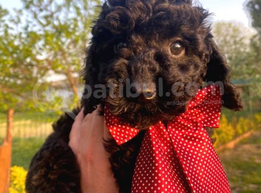 Micro Chipli Pasaportlu Toy Poodle Bebek Siyah İnci görsel