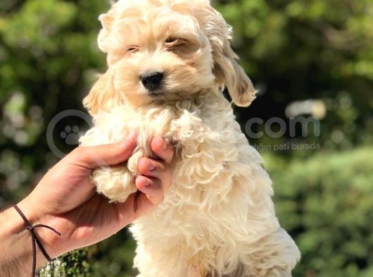 2.5 Aylık Erkek Ve Dişi Maltipoo Yavrular görsel