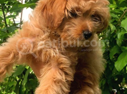 2.5 Aylık Dişi Maltipoo görsel