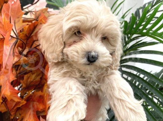 Sevimli Maltipoo Yavrumuz görsel
