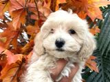 Sevimli Maltipoo Yavrumuz