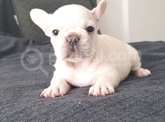 Blue Cream Erkek görsel