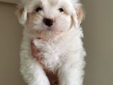 Küçük Maltipoo