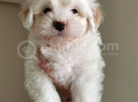 Küçük Maltipoo görsel