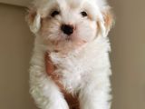 Küçük Maltipoo