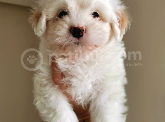 Küçük Maltipoo görsel
