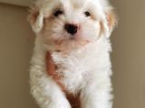 Küçük Maltipoo