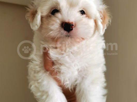 Küçük Maltipoo