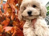 Güzel Maltipoo Bebeklerimiz  :)